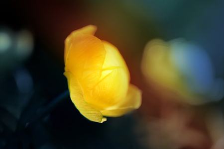 Beautiful yellow flower photographed close up on a beautiful backgroundの写真素材