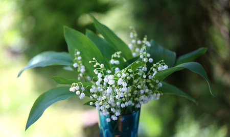 beautiful flowers Lily of the valley photographed in close-up