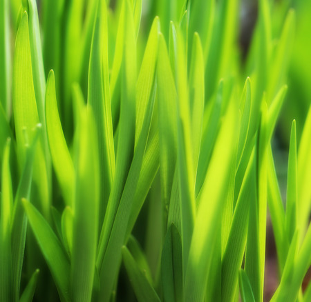Beautiful green leavesの写真素材