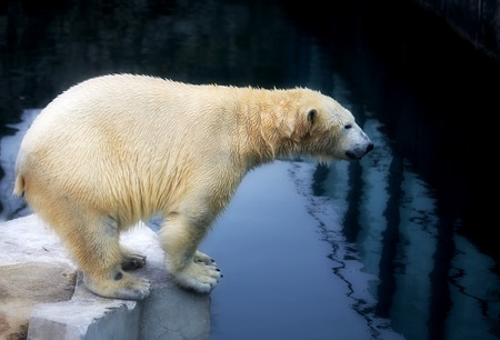 Beautiful white bears live in the zooの写真素材