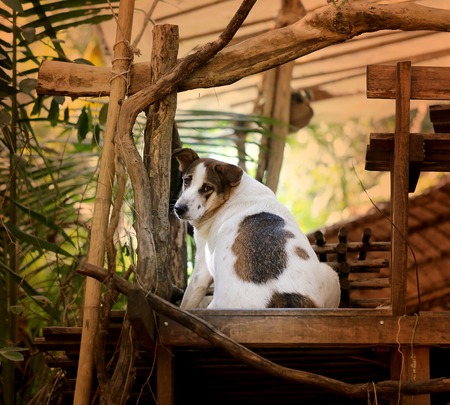 Beautiful yard dog in Thailand sitting on the groundの写真素材