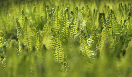 A beautiful meadow green fern photographed in close-upの写真素材