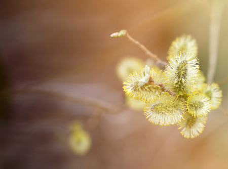 Beautiful spring buds of the tree to photograph closeupの写真素材