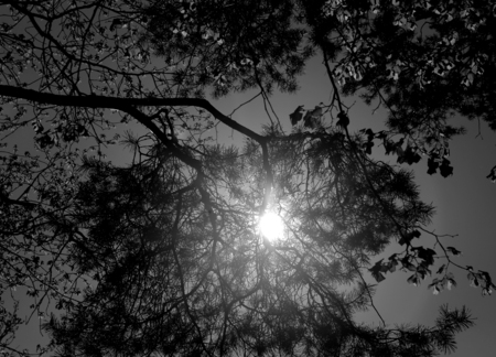 Beautiful forest on the background of blue sky photographed in close-upの写真素材