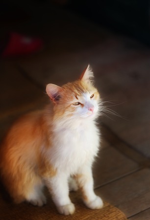 Photo portrait of a funny bright orange kitten