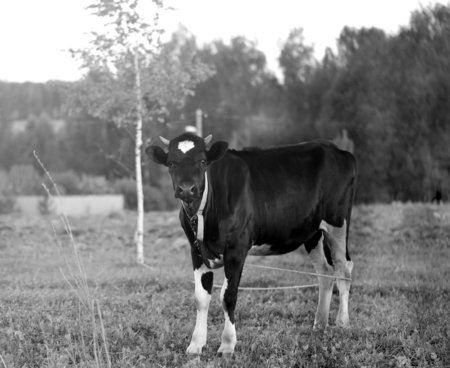 Beautiful cow grazing on a green meadow in the villageの写真素材