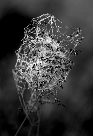 beautiful spider web on the flowers photographed in close-up