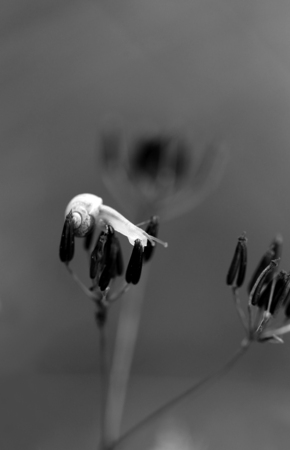 Beautiful snail sits on a plant photographed in close-upの写真素材