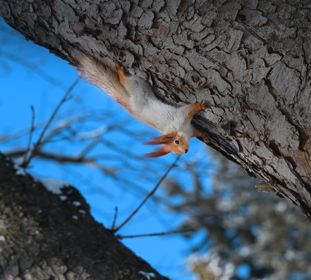 Beautiful squirrel on a tree