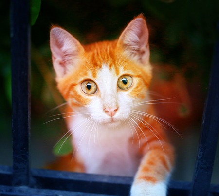 Beautiful portrait of red cat take a close up pictureの写真素材