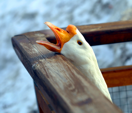 Beautiful goose with an open beak photographed close-upの写真素材