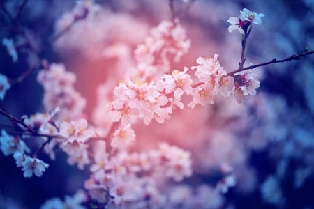 Beautiful flowers on apricot trees in Armenia photographedの写真素材