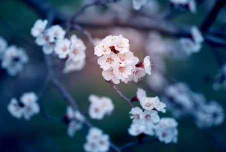 Beautiful flowers on apricot trees in Armenia photographedの写真素材