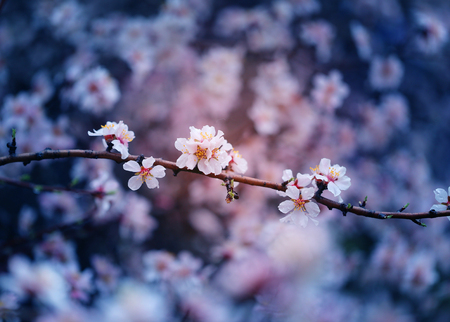 Beautiful flowers on apricot trees in Armenia photographedの写真素材