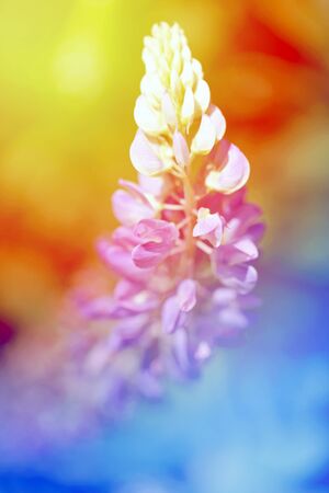 Beautiful wildflowers photographed close up on a beautiful backgroundの写真素材