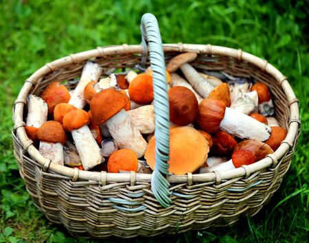 Delicious mushrooms with red caps photographed on a background of green grassの写真素材