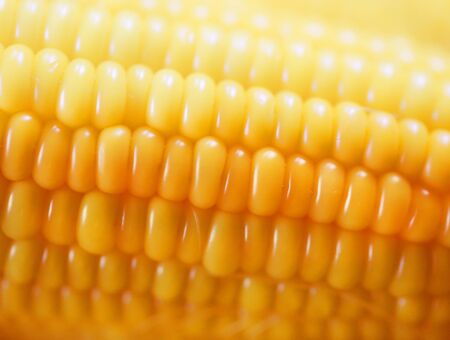 Tasty freshly cooked yellow corn photographed close-upの写真素材