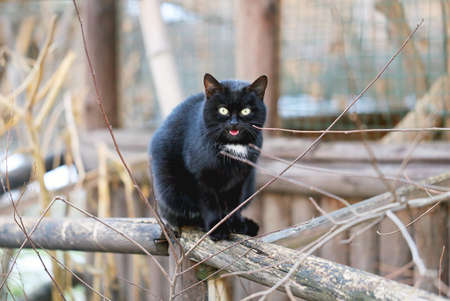 A beautiful black cat sitting on a branch photographedの写真素材