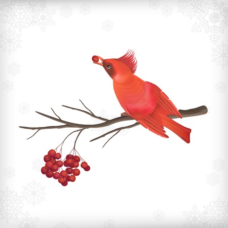 Vector Christmas card with bird waxwing, Rowan berry tree branchのイラスト素材