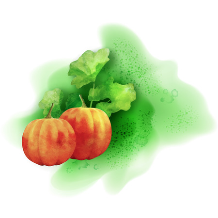 Watercolor vector pumpkin painting with leaves on white backgroundのイラスト素材