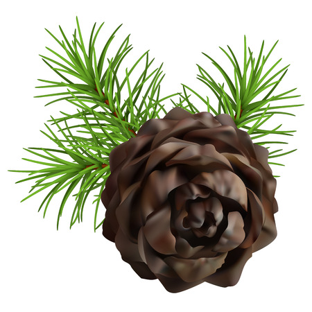 Christmas tree branch hanging pine cone on white backgroundのイラスト素材