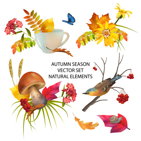 Autumn Season Collection.のイラスト素材