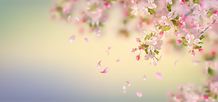 Vector background with spring apple blossom. Blossoming branch in springtime with falling petalsのイラスト素材