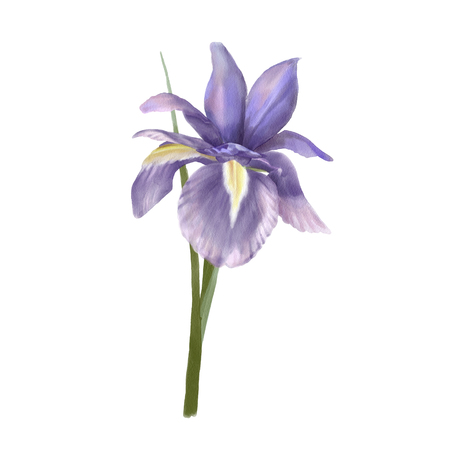 Watercolor Botanical Illustrationの写真素材
