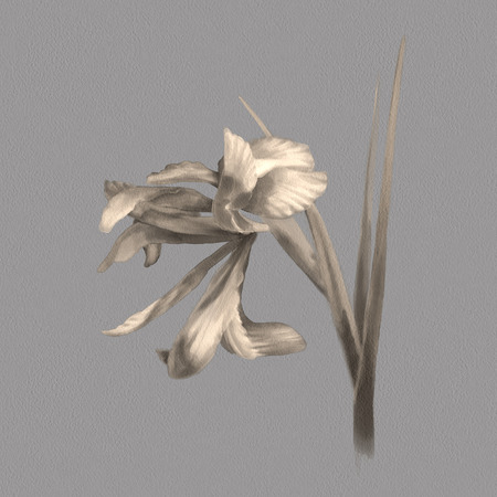 Watercolor Botanical Illustrationの写真素材