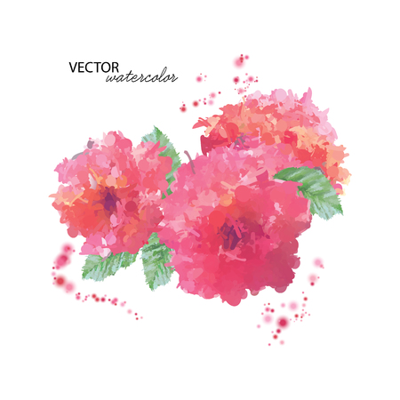 Watercolor Peony Flowerのイラスト素材