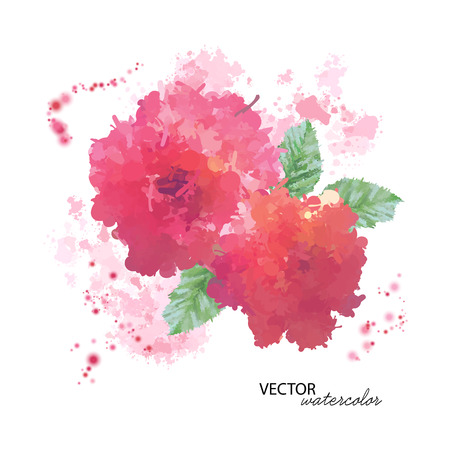 Watercolor peony flower illustration on white background.のイラスト素材