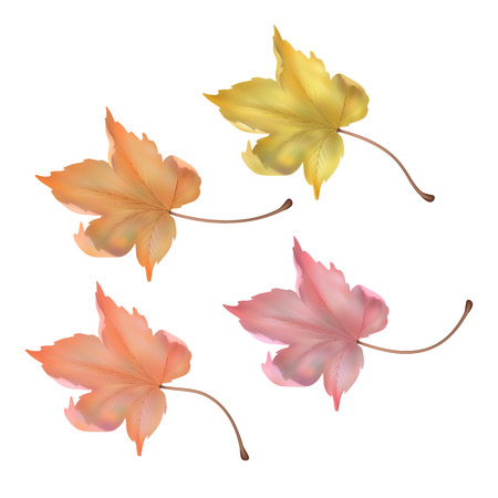 Autumn maple leaf on white background. Vector illustrationのイラスト素材