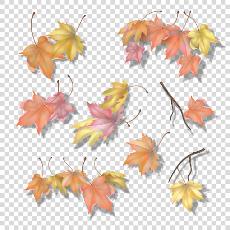 Set of maple autumn leaves and branches with a blurred shadow on a transparent background. Vector fall illustrationのイラスト素材