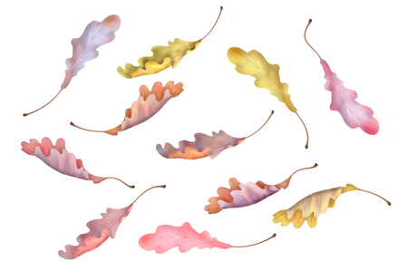 Autumn oak leaves on white background. Vector illustrationのイラスト素材