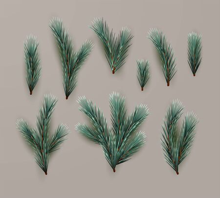 Fir Tree Branchesの写真素材