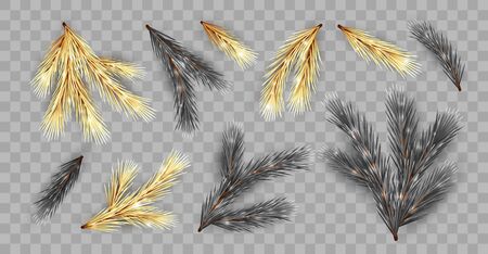 Set of Fir Branchesのイラスト素材