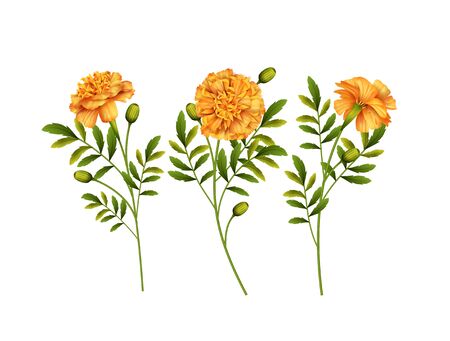 Set of yellow Marigold flowers isolated on white background. Vector illustrationのイラスト素材