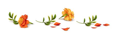 Fallen Marigold flowers isolated on white background. Vector illustrationのイラスト素材