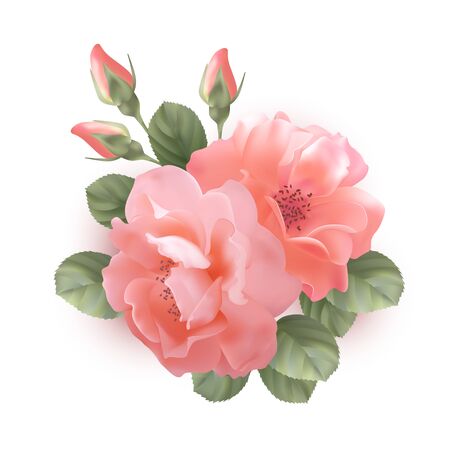 Pink rose flowers arrangement isolated on whiteのイラスト素材