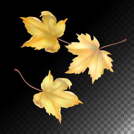 Vector Maple Leafのイラスト素材