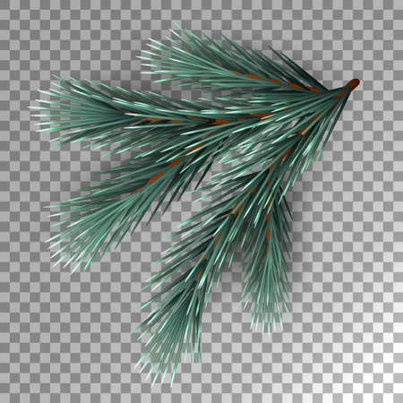 Fir Tree Branchのイラスト素材