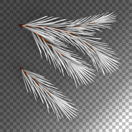 Fir Tree Branchのイラスト素材