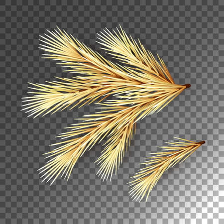Fir Tree Branchのイラスト素材