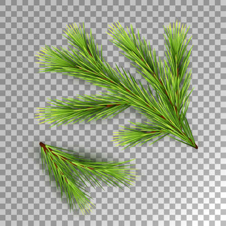 Fir Tree Branchのイラスト素材