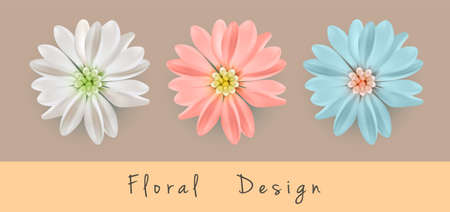 Flower Chrysanthemum Blossomのイラスト素材