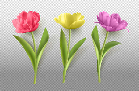 Spring Tulip Flowerのイラスト素材