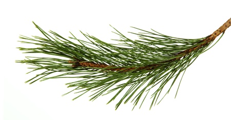 The image of a branch of the pine, isolated, on a white background
