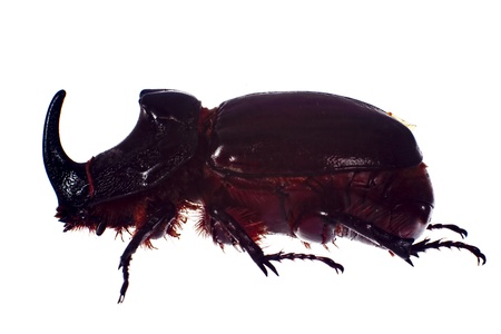 Rhinoceros beetle, isolated on a white backgroundの写真素材