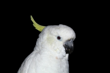 Parrot, Lat. Cacatua galerita triton, isolated on a black backgroundの写真素材