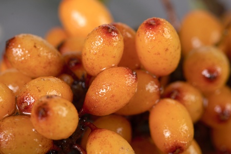 Fruits of sea buckthorn, Latin. Hippophaeの写真素材